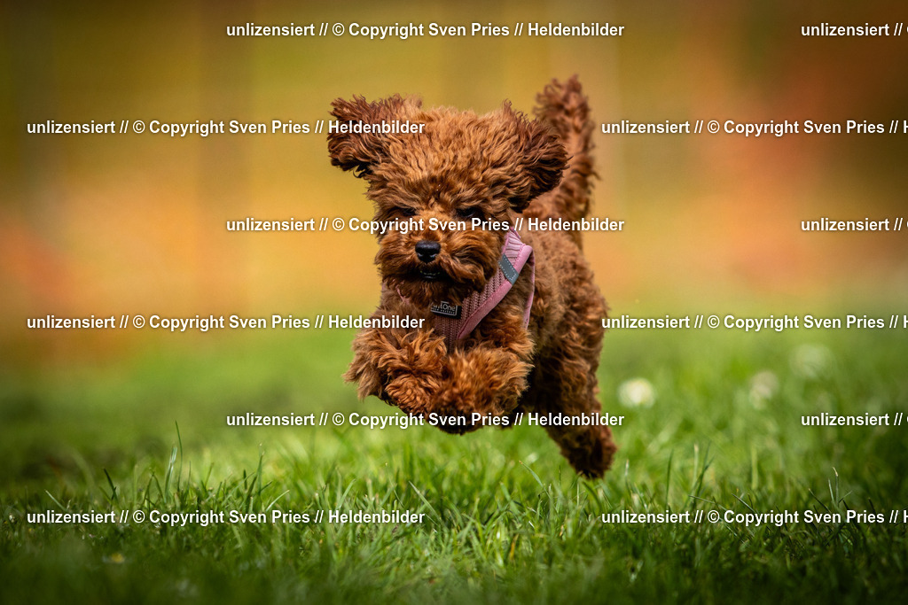 Sven Pries | 2025-04-13 - Hunderennen Baden-Baden - Realisiert mit Pictrs.com