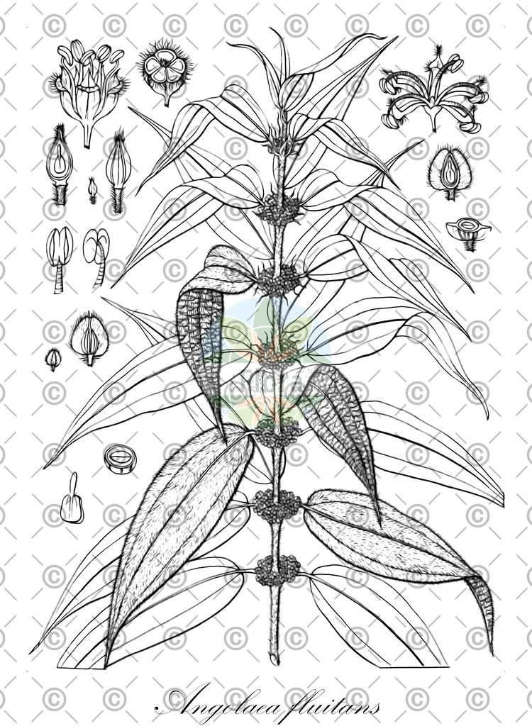 HistAbb_wfo-0000536542_569_ENZY_Simple | Historische Abbildung von Angolaea fluitans - Podostemaceae | Historical Illustration of Angolaea fluitans - Podostemaceae