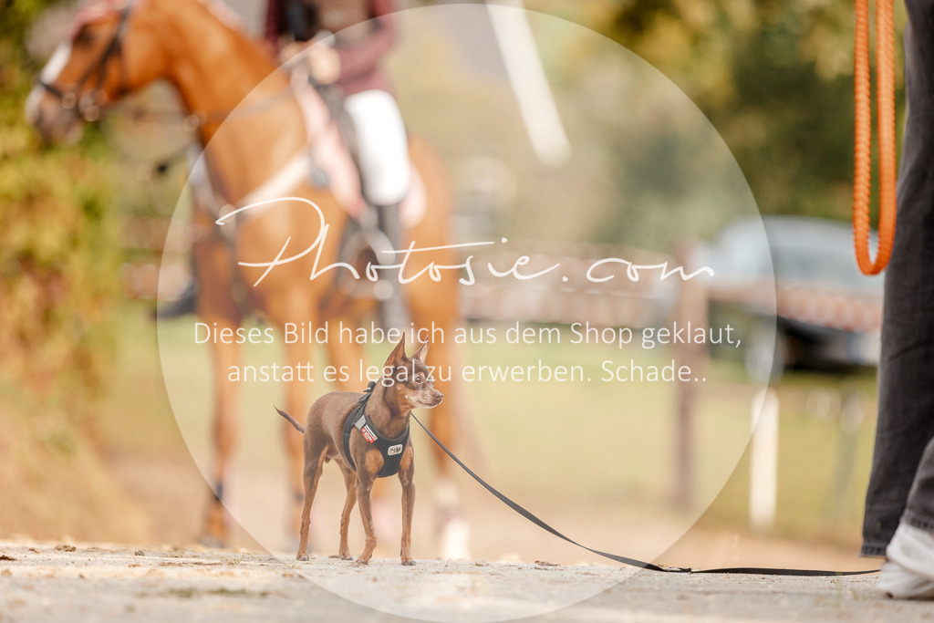 3I6A2797 | Stimmungsvolle Portraits und Reitsportfotografie im Ruhrgebiet und im Münsterland.

Pferdefotografie, Hundefotografie, Tierfotografie, Reportagen, Portraits von Tier und Mensch, Turnierfotografie in Bochum, Recklinghausen, Marl, Haltern am See, Dülmen.. - Realisiert mit Pictrs.com