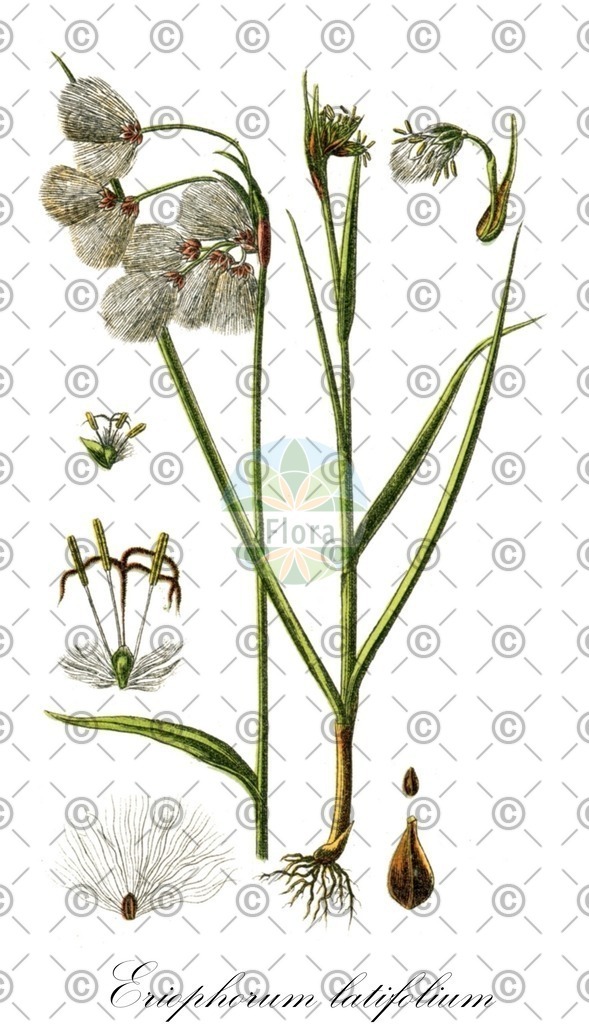 HistAbb_wfo-0000921451_1_ENZY_Simple | Historische Abbildung von Eriophorum latifolium - Cyperaceae | Historical Illustration of Eriophorum latifolium - Cyperaceae (broad-leaved cottongrass)