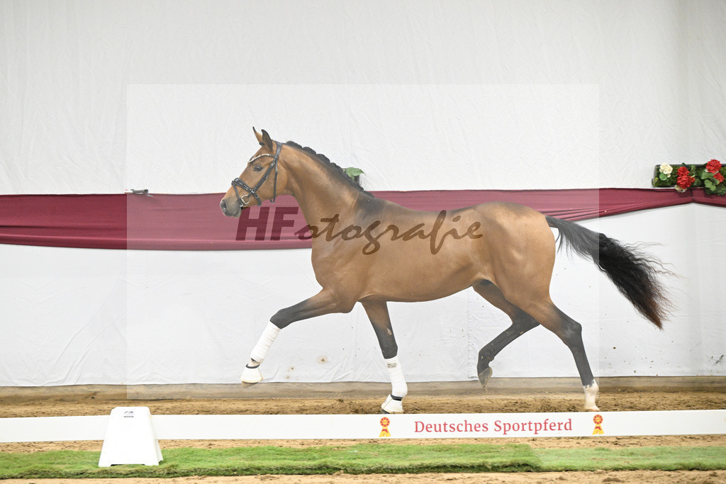 Kat-Nr. 45 Velvedere x Goldberg_Franz-Josef Kleinekoerdt_47251591 | hf-fotografie - Realisiert mit Pictrs.com