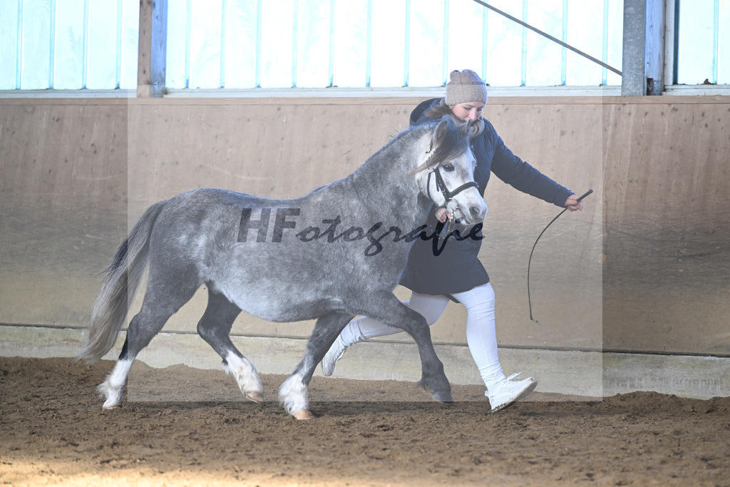 Kat-Nr. 17 Linderich Trudolfo v. Voermanhof Nicolas_ZG Seitle u Necker_49250722 | hf-fotografie - Realisiert mit Pictrs.com