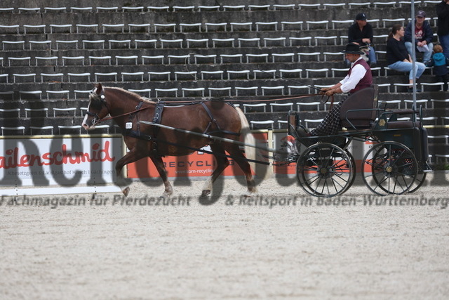 Marbach_2023_LP_Kaltblutstuten_KN_14_Estella (9) | Alle Fotos der Reiterjournal Fotografin Doris Matthaes im Reiterjournal Online-Fotoshop. - Realisiert mit Pictrs.com