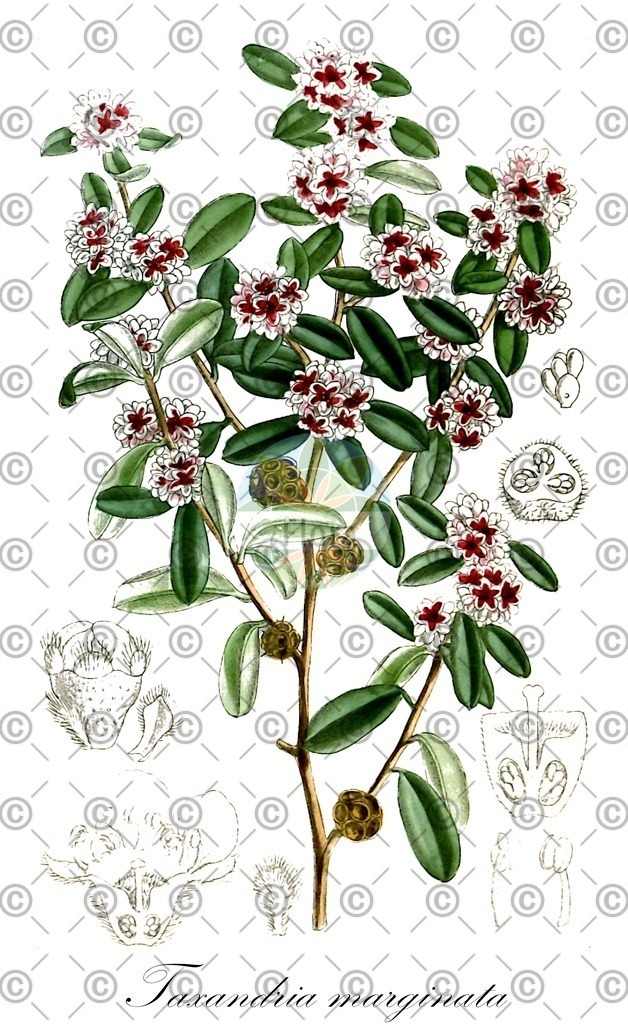 HistAbb_wfo-0001146850_1_ENZY_Simple | Historische Abbildung von Taxandria marginata - Myrtaceae | Historical Illustration of Taxandria marginata - Myrtaceae
