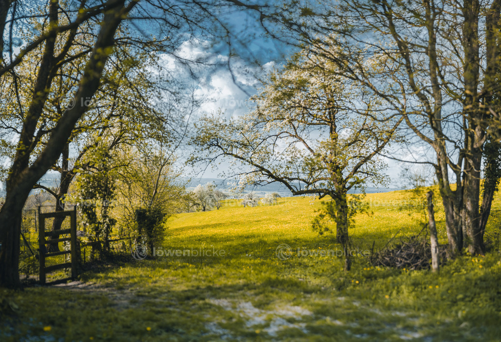 Frühlingswiese auf dem Hohenstaufen | löwenblicke | shop