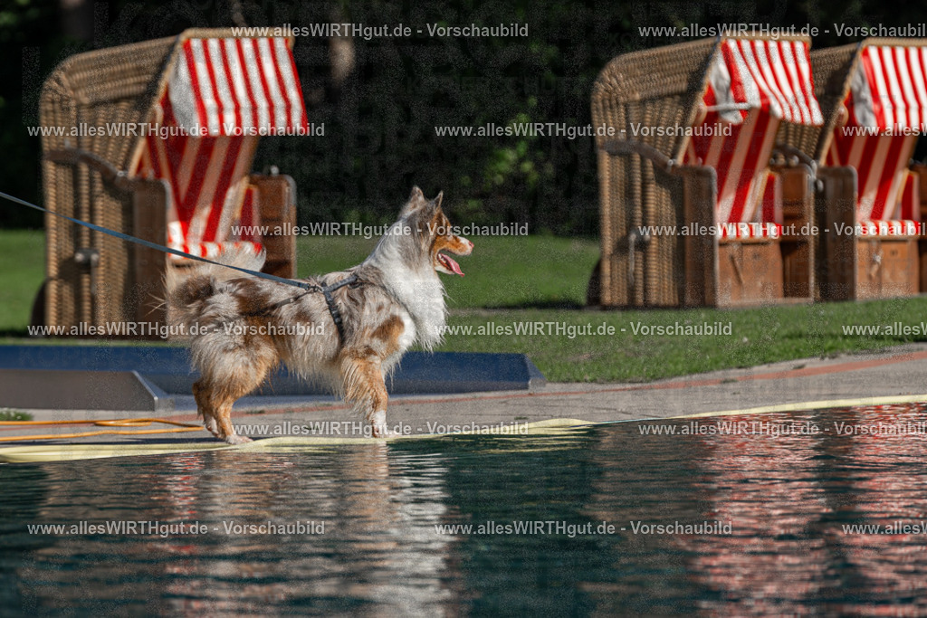 Hundeschwimmen_Volksbad_2026-allesWIRTHgut_Tierfotografie-2609061025-FAY05887 | Professionelle Tierfotografie in Mönchengladbach von Daniel Wirth (allesWIRTHgut). Liebevolle & natürliche Bilder von Hunden & Katzen für unvergessliche Erinnerungen.