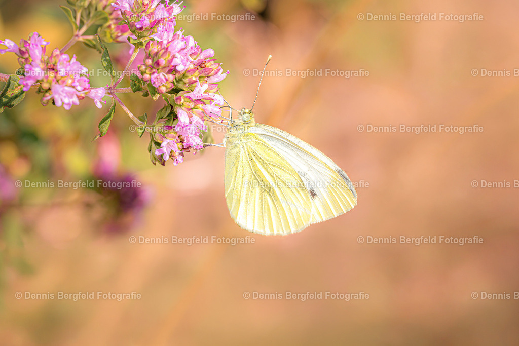 Schmetterling 6 | Entdecken Sie Natur, Makro und Tierfotografie von Dennis Bergfeld.Besondere Momente und Details der Natur, hochwertig als Foto und Wandbild erhältlich. - Realisiert mit Pictrs.com