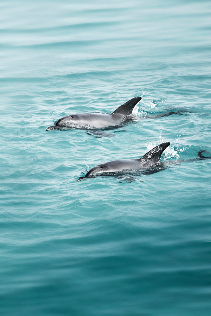 delfine | Wilde Delfine im roten Meer, Ägypten. - Realisiert mit Pictrs.com