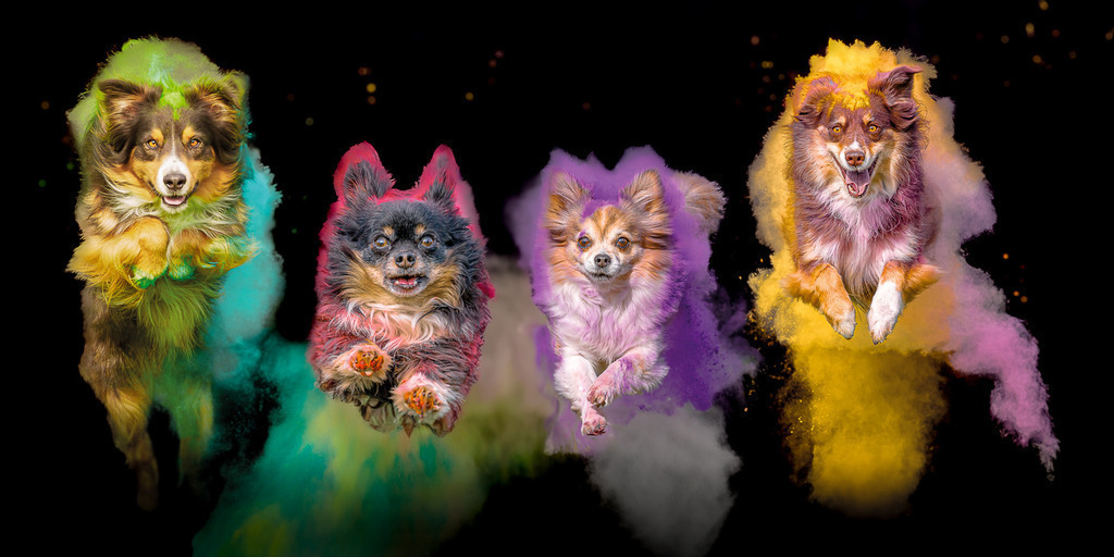 allesWIRTHgut Tierfotografie - buntes rudel | Professionelle Tierfotografie in Mönchengladbach von Daniel Wirth (allesWIRTHgut). Liebevolle & natürliche Bilder von Hunden & Katzen für unvergessliche Erinnerungen.