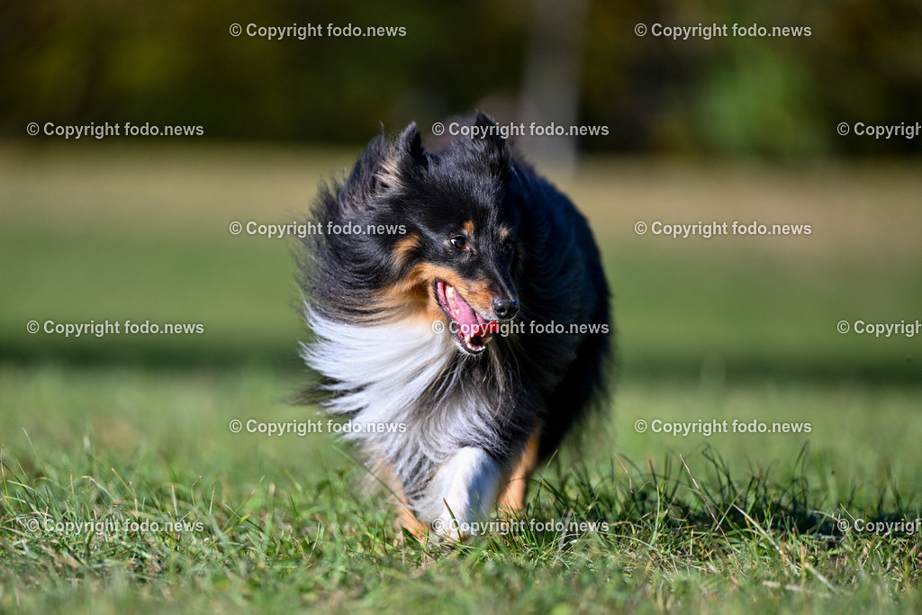 Hund_ Hunde_ Arrigo_ 04.11.2023-19 | 04.11.2023, Linz, AUT, Hund, Hunde, im Bild Hund, Hunde, Arrigo, Sheltie, Shetland Sheepdog, Rasse