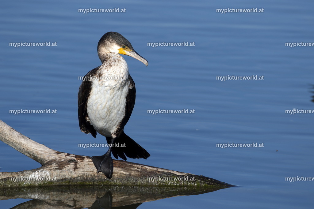 Kormoran-128 | Das Bilderarchiv über Tiere, Planzen und Landschaften. In der Bilddatenbank finden Sie ein große Auswahl an hochwertigen Bilder für Ihre Werbung - Realisiert mit Pictrs.com