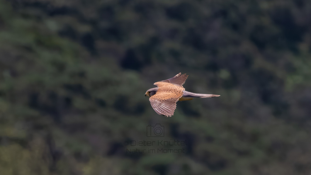 P1612738-Verbessert-RR-Bearbeitet-2023-2-LR | Natur im Moment - Realisiert mit Pictrs.com