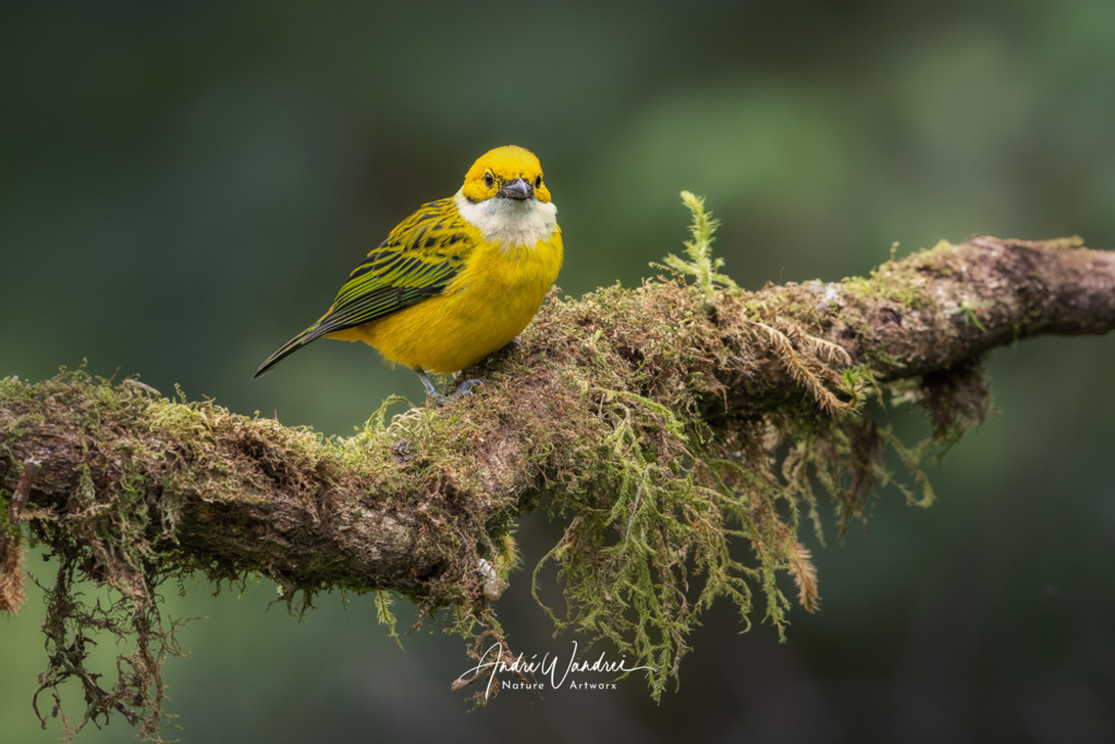 Gold und Schwarz vereint | Andre Wandrei - Nature Artworx - Realisiert mit Pictrs.com