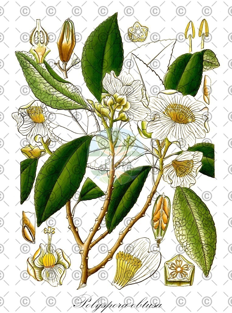 HistAbb_wfo-0000392269_1_ENZY_Simple | Historische Abbildung von Polyspora obtusa - Theaceae | Historical Illustration of Polyspora obtusa - Theaceae