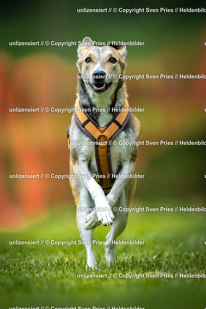 Sven Pries | 2025-09-21 - Hunderennen Baden-Oos - Realisiert mit Pictrs.com