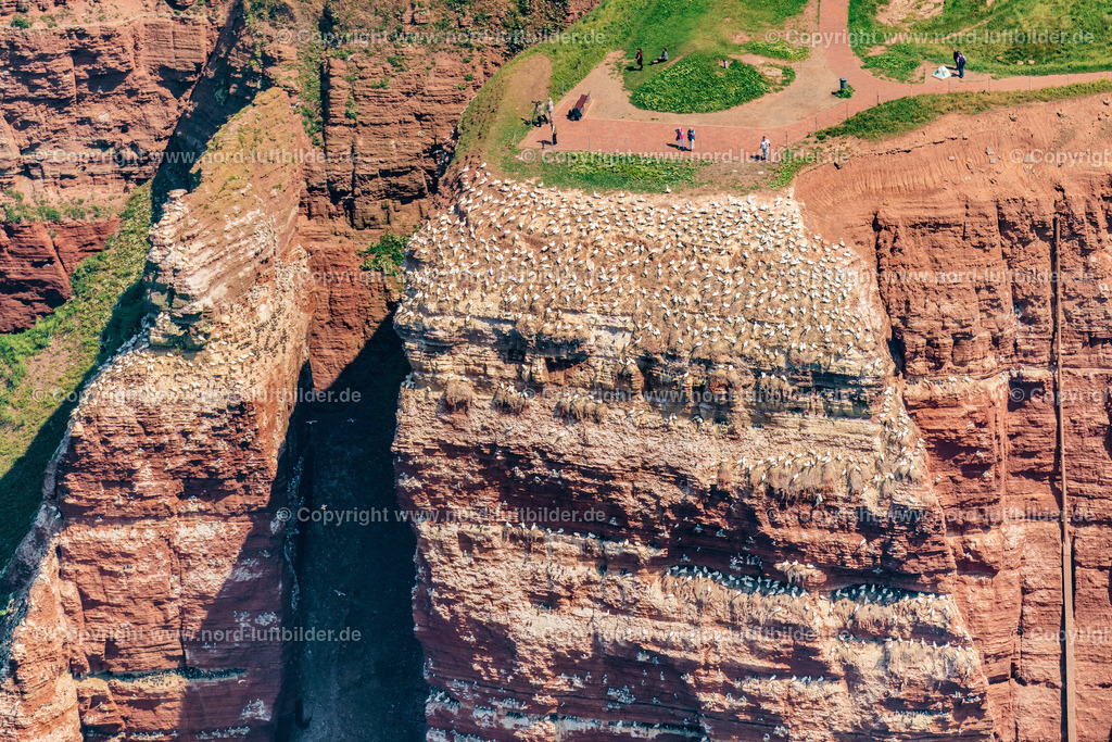 Helgoland_Lummenfelsen_ELS_1894250622 | HELGOLAND 25.06.2022 Felsen- Massiv und Gesteinsformation " Lummenfelsen " in Helgoland im Bundesland Schleswig-Holstein, Deutschland. // Rock massif and rock formation " Lummenfelsen " in Helgoland in the state Schleswig-Holstein, Germany. Foto: Martin Elsen