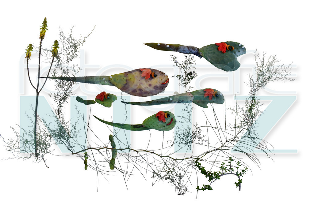 40 | Nitz Fotografie aus Montabaur bietet Ihnen hier die Möglichkeit Bilder auszusuchen und zu bestellen. 