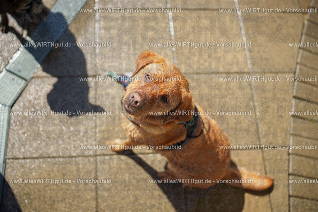 allesWIRTHgut Tierfotografie - allesWIRTHgut.de - 7IV08647 | Professionelle Tierfotografie in Mönchengladbach von Daniel Wirth (allesWIRTHgut). Liebevolle & natürliche Bilder von Hunden & Katzen für unvergessliche Erinnerungen.
