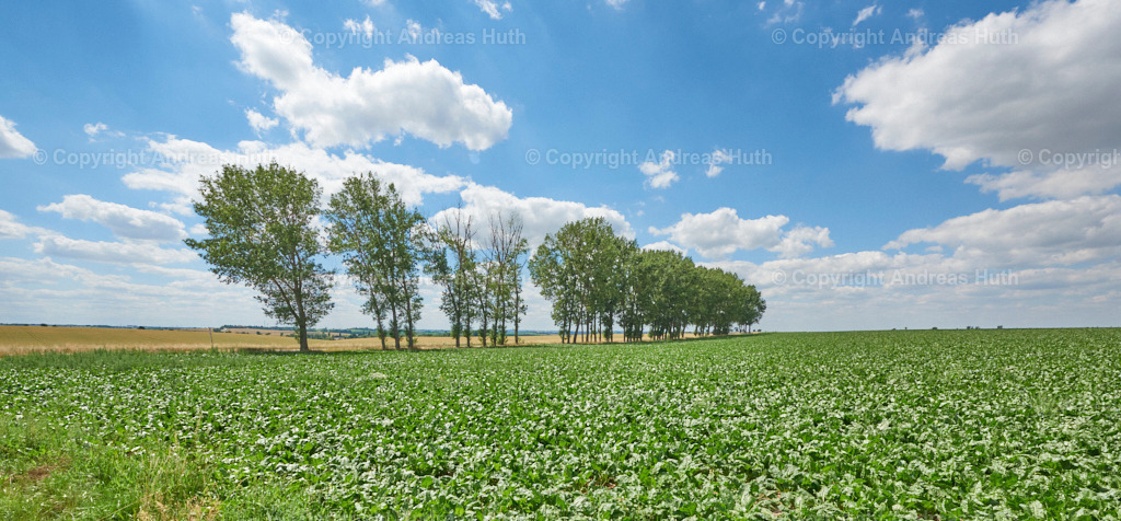 Alleebäume südlich von Birmenitz 02 | Bedeutsame Landschaften Deutschlands - Realisiert mit Pictrs.com