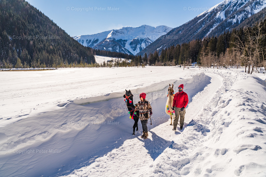 Lama_Wanderung_Winter_Stapitzer_See-31 | piet_flosse