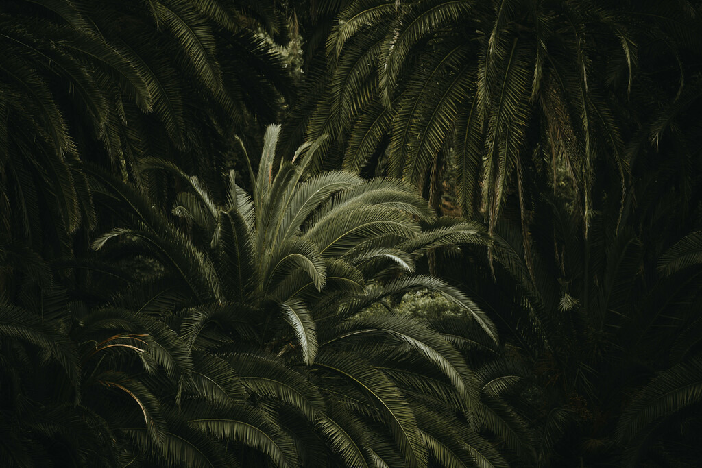 Teneriffa_by Leevke Draack_50 | Du suchst natürliche und atmosphärische Prints oder Leinwanddrucke? In diesem Shop gibt es alles, nur kein Mainstream. - Realisiert mit Pictrs.com