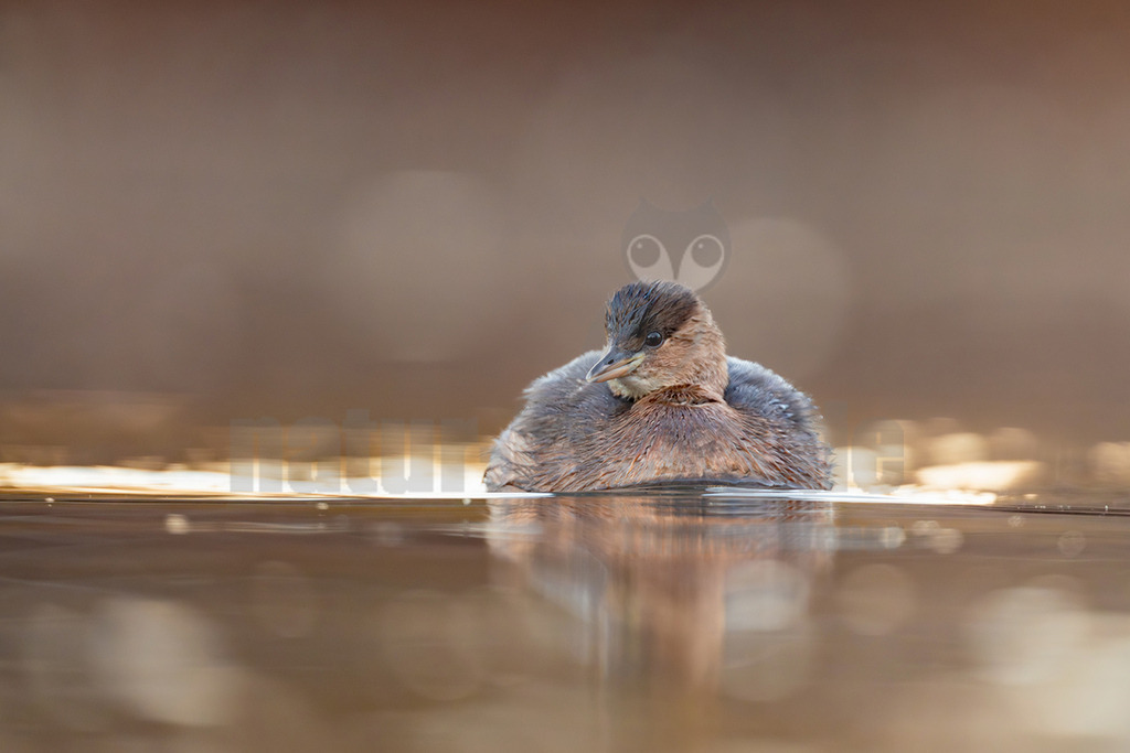 R5M24030_20251122 | Ein Zwergtaucher (Tachybaptus ruficollis) schwimmt auf der ruhigen Wasseroberfläche. Sein Gefieder ist überwiegend braun und grau, mit einem dunkleren Kopf. Das Wasser reflektiert das Umgebungslicht in warmen Gold- und Brauntönen, wodurch eine sanfte, verschwommene Hintergrundkulisse entsteht. Der Vogel blickt leicht zur Seite. - Realisiert mit Pictrs.com