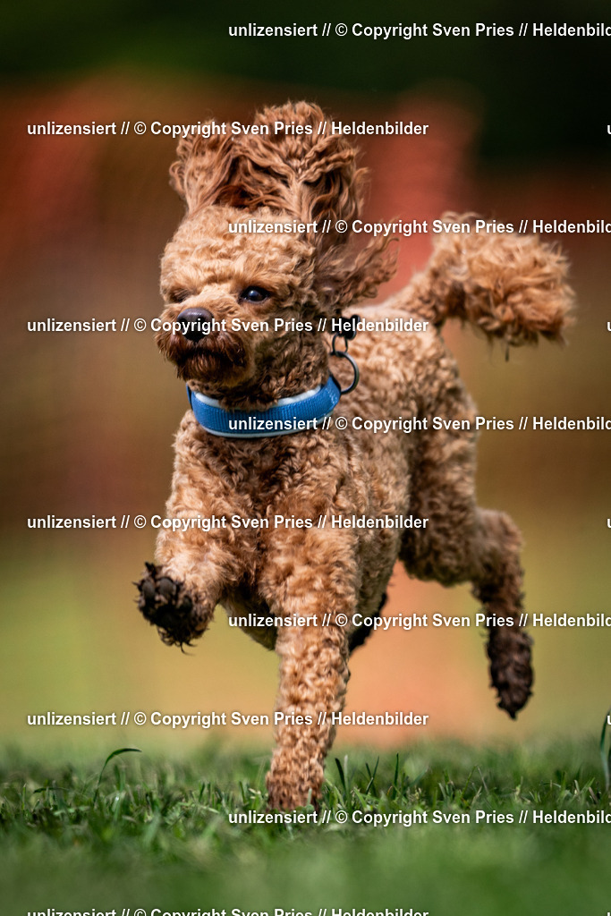 Sven Pries | 2024-04-21 - Hunderennen Baden-Oos
Foto: Sven Pries - Realisiert mit Pictrs.com