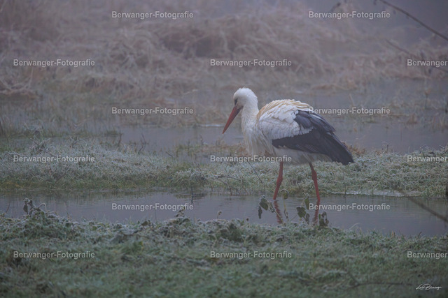 R62_4070_LGO | Berwanger Fotografie | Verschönern Sie Ihr Zuhause mit Natur-, Tier,- oder Stadtmotiven. Auf Leinwand, als Foto und vielen mehr! - Realisiert mit Pictrs.com