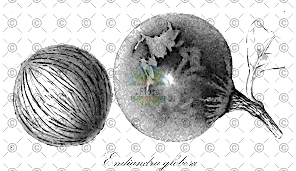 HistAbb_wfo-0000667830_1_ENZY_Simple | Historische Abbildung von Endiandra globosa - Lauraceae | Historical Illustration of Endiandra globosa - Lauraceae