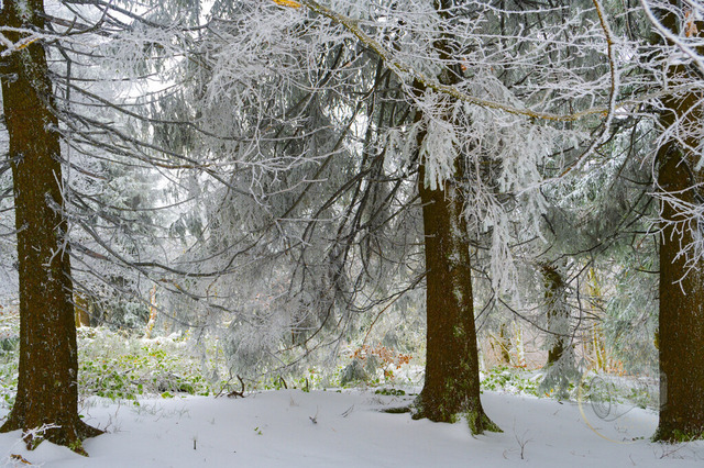 Winterwald mit Raureif bedeckten Bäumen und Schnee. | Eine Aufnahme eines verschneiten Waldes zeigt kräftige Bäume, deren Äste mit Frost überzogen sind, und schafft eine ruhige, winterliche Atmosphäre.Die Bildkomposition wird von drei markanten Baumstämmen dominiert, die im Vordergrund und im mittleren Bildbereich platziert sind und den Blick des Betrachters auf sich ziehen. Der linke Stamm ist dem Betrachter am nächsten und dient als starker visueller Anker. Dazwischen erstrecken sich die Äste der Tannen, bedeckt mit einer dicken Schicht aus Frost und Schnee, die die Sicht in die Tiefe des Waldes teilweise verbergen. Die Aufnahme ist auf Augenhöhe, was dem Betrachter das Gefühl gibt, mitten im Wald zu stehen. Die natürlichen Linien der Äste und Stämme schaffen eine organische Struktur im Bild.Da keine Personen oder Tiere im Bild sind, konzentriert sich die Beschreibung auf die natürlichen Elemente. Die Bäume, wahrscheinlich Nadelbäume wie Tannen, sind charakteristisch für Waldlandschaften. Ihre Stämme sind rau und von einer tiefen, erdigen Farbe, die einen starken Kontrast zum weißen Schnee bildet. Die Äste sind dicht und verästelt und überall mit einer dicken, kristallinen Eisschicht überzogen. Diese Eisschicht verleiht den Ästen eine filigrane, fast skulpturale Form. Vereinzelte grüne Nadeln sind sichtbar, die einen Hauch von Farbe in der sonst monochrome Szene darstellen.Dieses Bild ist eine Fotografie, wahrscheinlich aufgenommen mit einer Digitalkamera. Die technische Ausführung deutet auf eine sorgfältige Belichtung hin, um die Details des Schnees und des Frosts hervorzuheben, ohne die dunkleren Bereiche der Stämme zu überzeichnen. Der Stil ist realistisch, mit einem Fokus auf die Textur und Form der natürlichen Elemente. Die kreative Wahl, die Aufnahme in diesem Detailgrad festzuhalten, betont die Schönheit und die raue Ästhetik des winterlichen Waldes. Es gibt keine Anzeichen für digitale Manipulation, was die Authentizität der Szene unterstreicht.Der Schauplatz ist ein dichter Wald in den Bergen, erkennbar an der Vielzahl von Nadelbäumen und der üppigen, unberührten Schneedecke. Der Boden ist vollständig von einer dicken Schneeschicht bedeckt, die sanft auf die Wurzeln der Bäume drückt und alles in ein klares, reines Weiß taucht. Die Umgebung ist von einer frostigen Atmosphäre geprägt, die durch die gefrorenen Äste und Zweige noch verstärkt wird. Das Licht ist diffus und mild, typisch für einen bewölkten Wintertag oder frühen Morgen. Es gibt keine direkten Schatten, was zu einer weichen Ausleuchtung der Szene führt und die weiße Pracht des Schnees und Frosts betont. Diese Lichtverhältnisse erzeugen eine friedliche und melancholische Stimmung, die zum Verweilen und Nachdenken einlädt.
