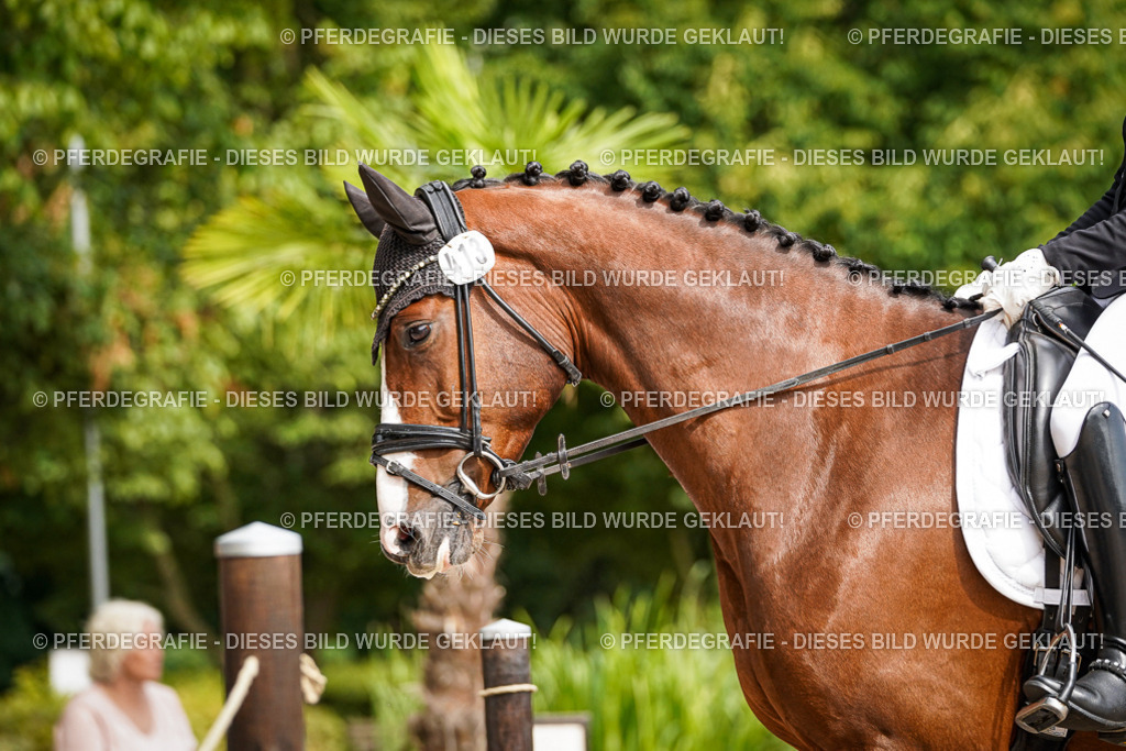 DSC07865 | Pferdegrafie