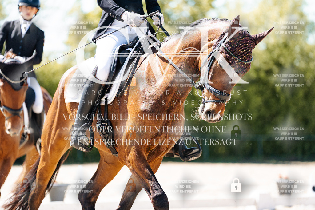 CK905758 | Turnierfotografie Pferdefotografie Trier Rheinland-Pfalz Pferdesport Reitsport Tierfotografie Sportfotografie Pferdevideo Pferdevideografie Equestrianvideography equestrianphotography  - Realisiert mit Pictrs.com