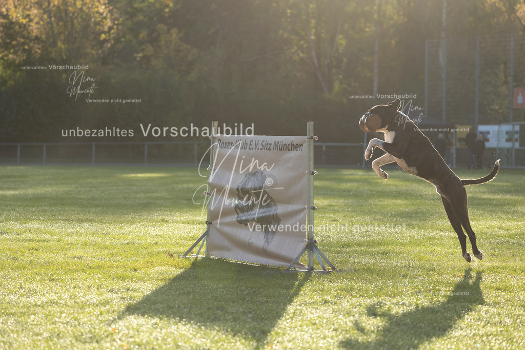 _16A6108 | Einzigartige Fotos von Hunden & Menschen –Actionfotos, Portraits, Vereinsaufnahmen & Paarshootings – authentisch, lebendig & mit Herz.