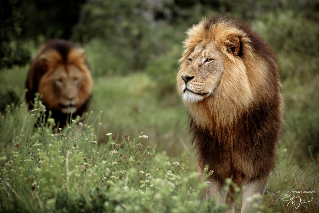 20231010-082059 SOUTHAFRIKA_-1 | Herzlich willkommen auf meiner Seite! Ich bin Elke Wallnisch, Deine Fotografin für lichtstarke Momente. Der Name steht für alles, was mich mit der Fotografie verbindet: Das Licht und seine machtvolle Wirkung auf eine Situation oder unsere Stimmung - Realisiert mit Pictrs.com