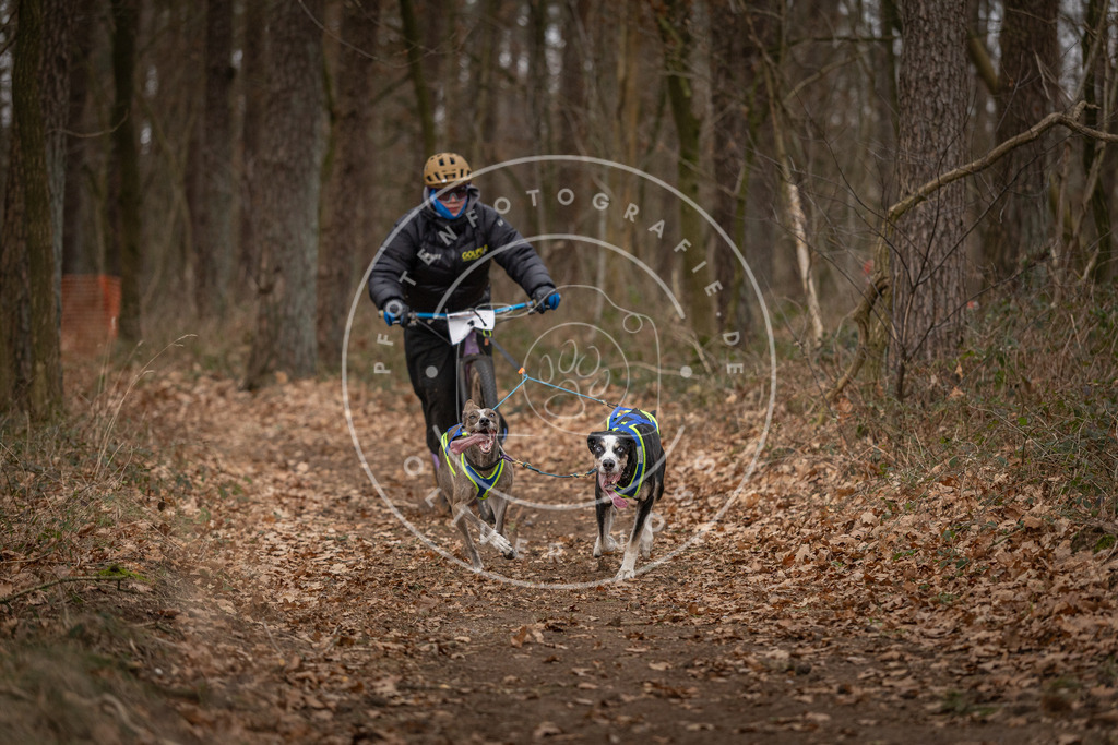 Pfotenfotografie_DV3A6678 | Hundefotografie, Tierfotograf, Pfotenfotografie, Fotoshooting Hund, Hunde Portrait, Hundesport, Hundeportraits, Heideshooting, Hunde, Sportfotograf, Hundefotograf, Turnierhundsport, THS,  - Realisiert mit Pictrs.com