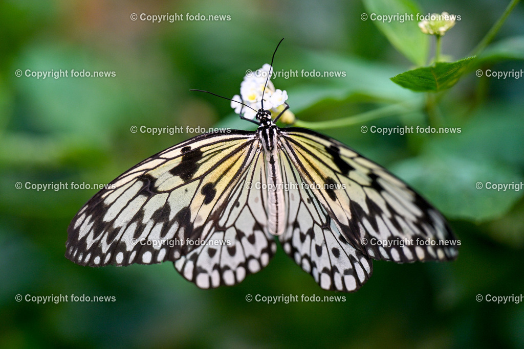 Botanischer Garten Linz_ Schmetterlinge_ Orchideen_ 21.01.2024-44 | 21.01.2024, Botanischer Garten Linz, AUT, Schmetterlinge, im Bild tropische Schmetterlinge, Schmetterling, Falter, Natur, Tiere, Blumen, Pflanzen, Insekten, Butterfly, Tropenhaus