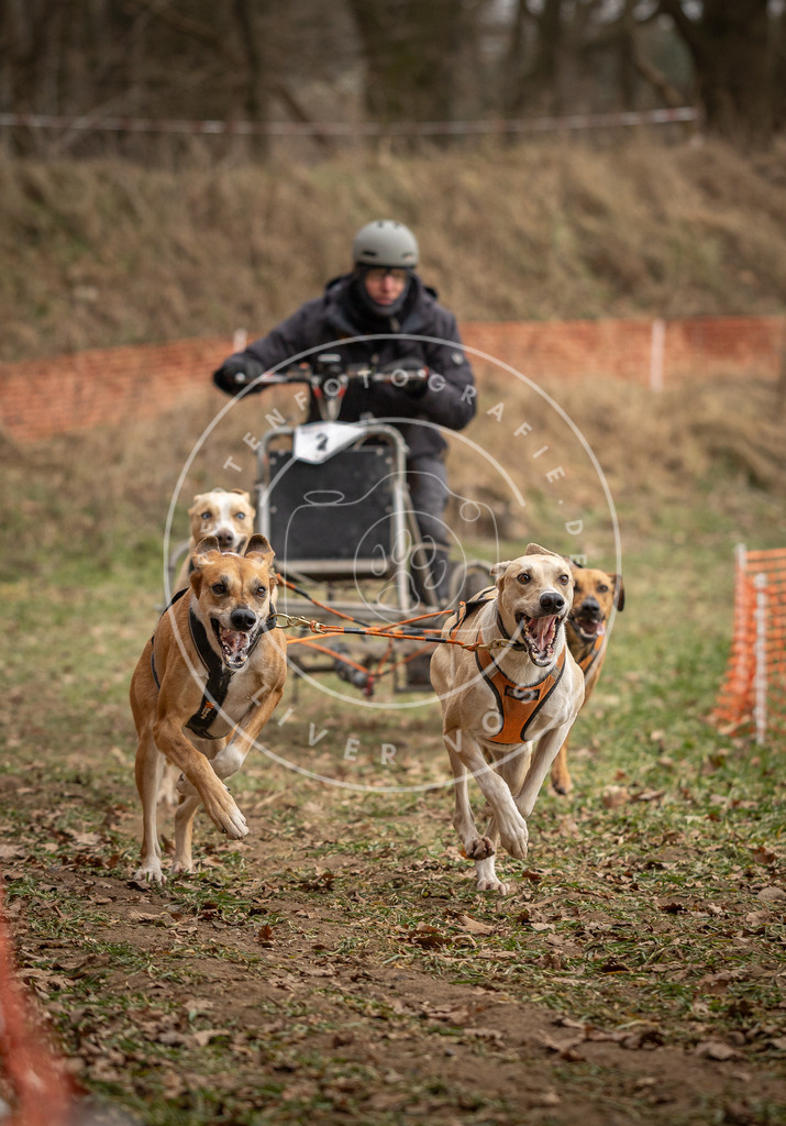 Pfotenfotografie_DV3A8115 | Hundefotografie, Tierfotograf, Pfotenfotografie, Fotoshooting Hund, Hunde Portrait, Hundesport, Hundeportraits, Heideshooting, Hunde, Sportfotograf, Hundefotograf, Turnierhundsport, THS,  - Realisiert mit Pictrs.com