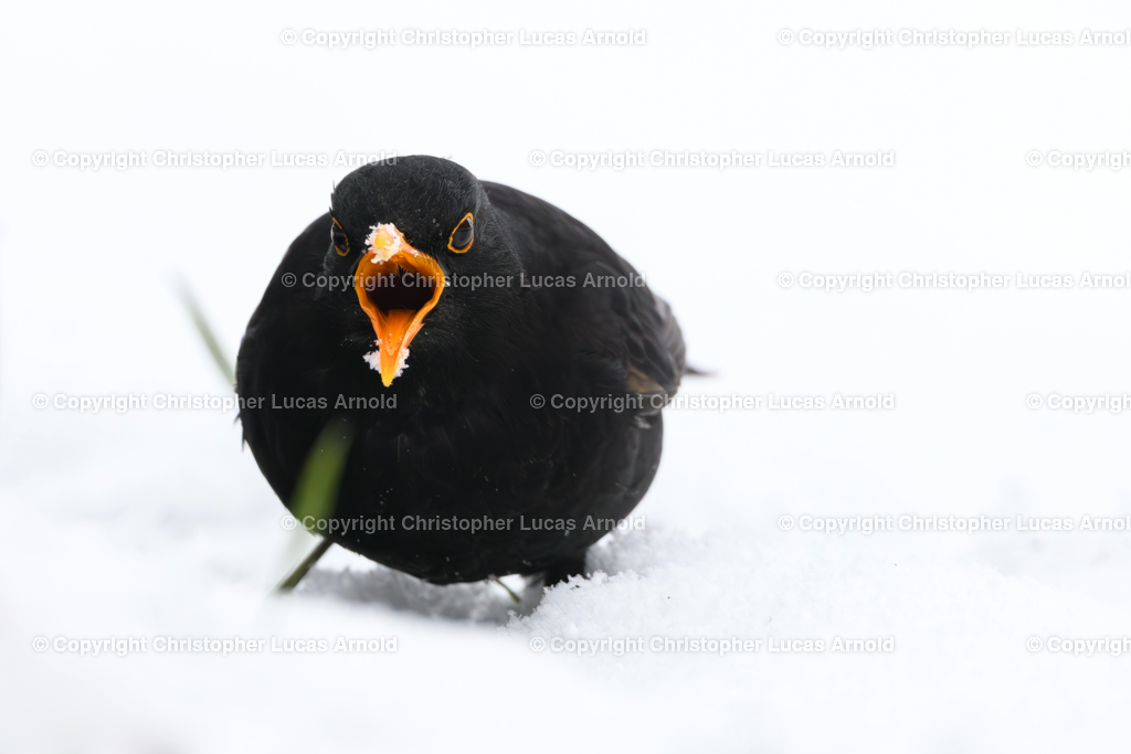 Amsel | bildkomponist - Realisiert mit Pictrs.com