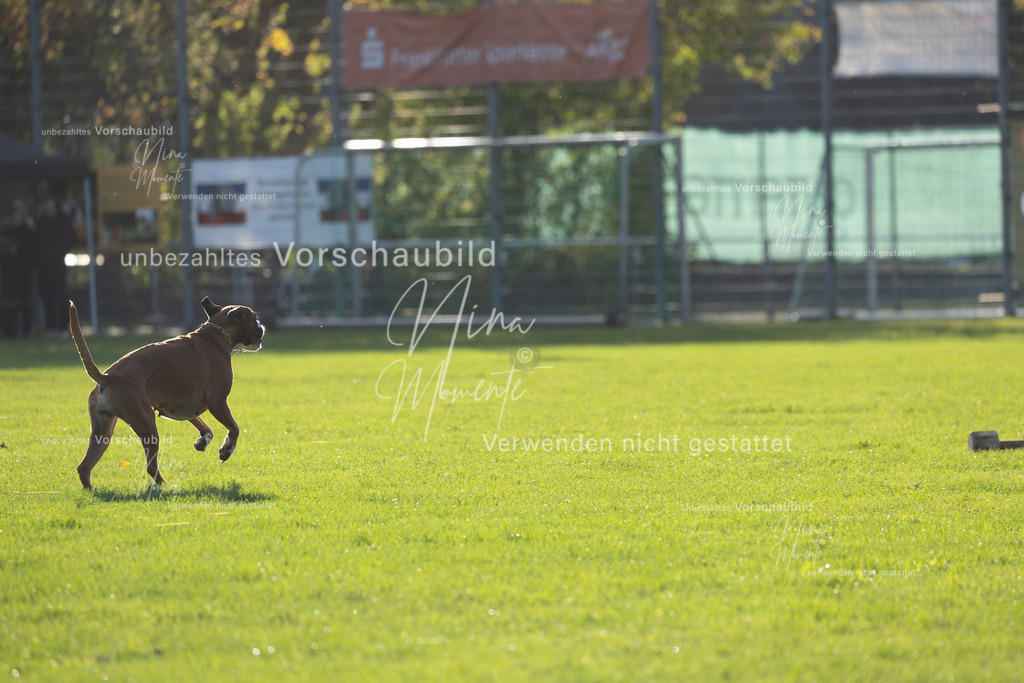 _16A4783 | Einzigartige Fotos von Hunden & Menschen –Actionfotos, Portraits, Vereinsaufnahmen & Paarshootings – authentisch, lebendig & mit Herz.