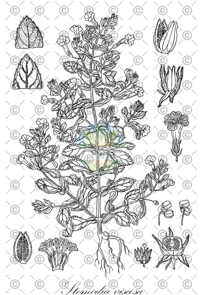 HistAbb_wfo-0000770126_1_ENZY_Simple | Historische Abbildung von Stemodia viscosa - Plantaginaceae | Historical Illustration of Stemodia viscosa - Plantaginaceae