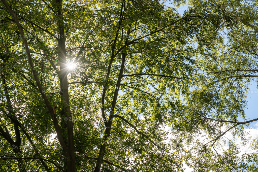 Koenigsweg_Nahe_Wolfsfalle_Baum_Baumkrone_Sonne | 2022-09-02_Waldbrandgebiete_2 - Realisiert mit Pictrs.com