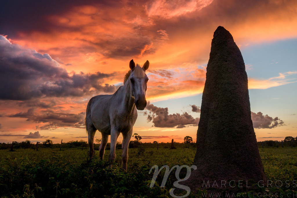 Pantanal sunset with a horse | wonderful sunset with the silhouette of a horse taken in the wonderland of the Brazilian Pantanal. - Realisiert mit Pictrs.com