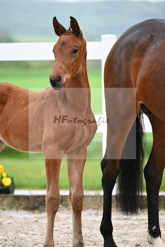 Kat-Nr. 41 SF Comanchero x Zinedream_Wanner_23261413 | hf-fotografie - Realisiert mit Pictrs.com