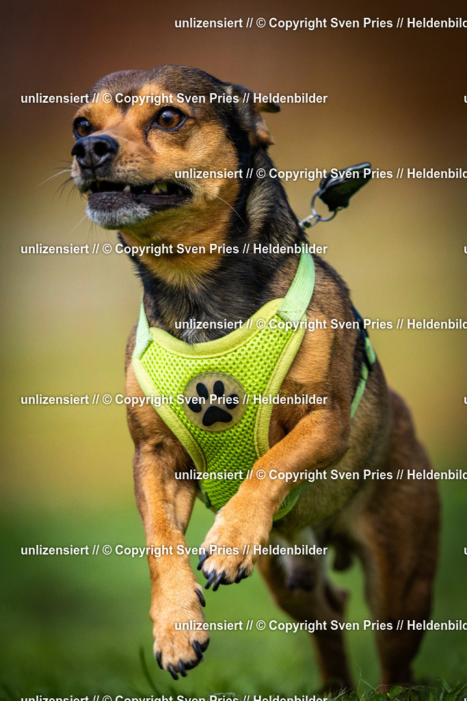 Sven Pries | 2025-04-13 - Hunderennen Baden-Baden - Realisiert mit Pictrs.com