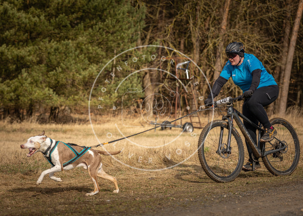 DV3A4294 | Hundefotografie, Tierfotograf, Pfotenfotografie, Fotoshooting Hund, Hunde Portrait, Hundesport, Hundeportraits, Heideshooting, Hunde, Sportfotograf, Hundefotograf, Turnierhundsport, THS,  - Realisiert mit Pictrs.com