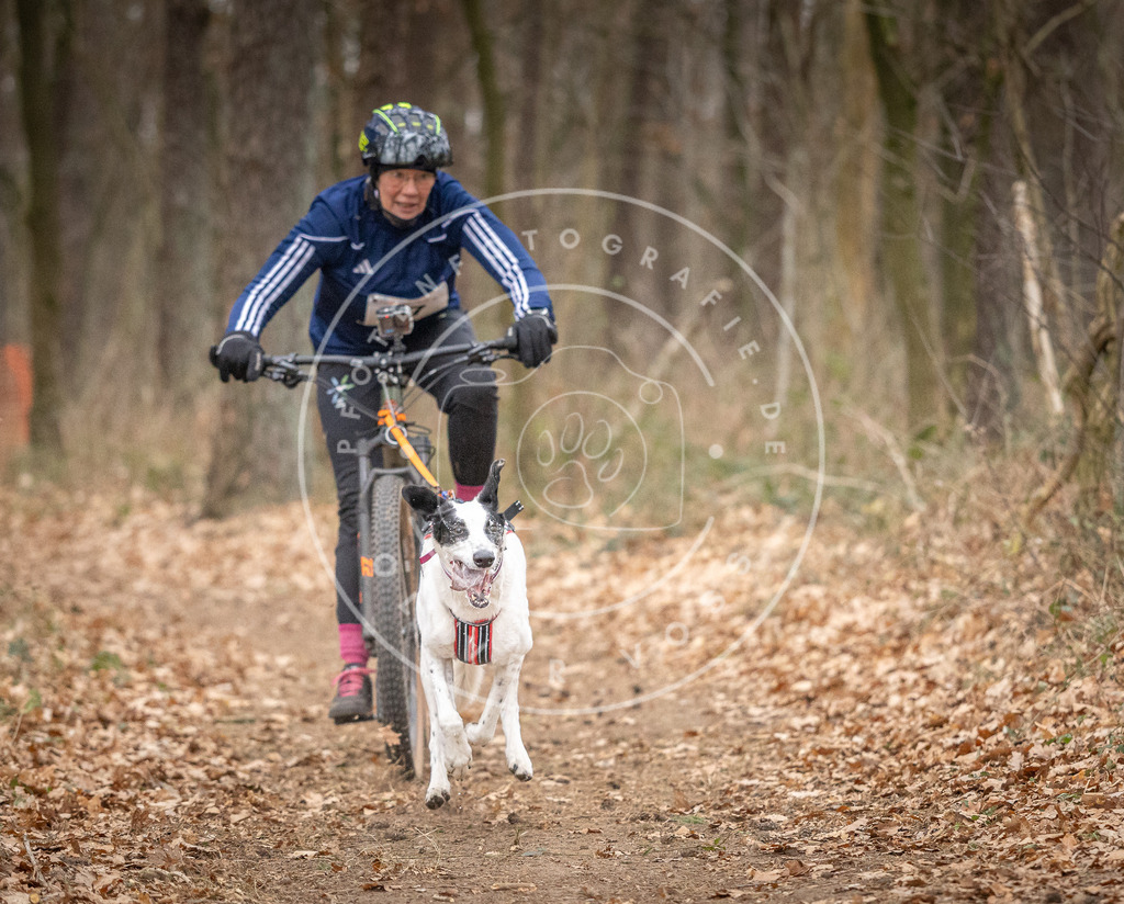 Pfotenfotografie_DV3A5383 | Hundefotografie, Tierfotograf, Pfotenfotografie, Fotoshooting Hund, Hunde Portrait, Hundesport, Hundeportraits, Heideshooting, Hunde, Sportfotograf, Hundefotograf, Turnierhundsport, THS,  - Realisiert mit Pictrs.com