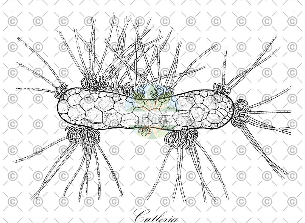 HistAbb_wfo-0000630962_1_ENZY_Simple | Historische Abbildung von Cutleria - Cutleriaceae (0) | Historical Illustration of Cutleria - Cutleriaceae (0)