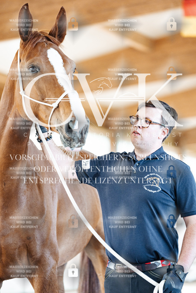CK905865 | Turnierfotografie Pferdefotografie Trier Rheinland-Pfalz Pferdesport Reitsport Tierfotografie Sportfotografie Pferdevideo Pferdevideografie Equestrianvideography equestrianphotography  - Realisiert mit Pictrs.com