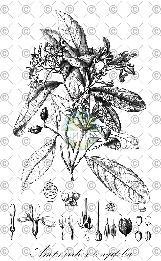 HistAbb_wfo-0000531851_1_ENZY_Simple | Historische Abbildung von Amphirrhox longifolia - Violaceae | Historical Illustration of Amphirrhox longifolia - Violaceae