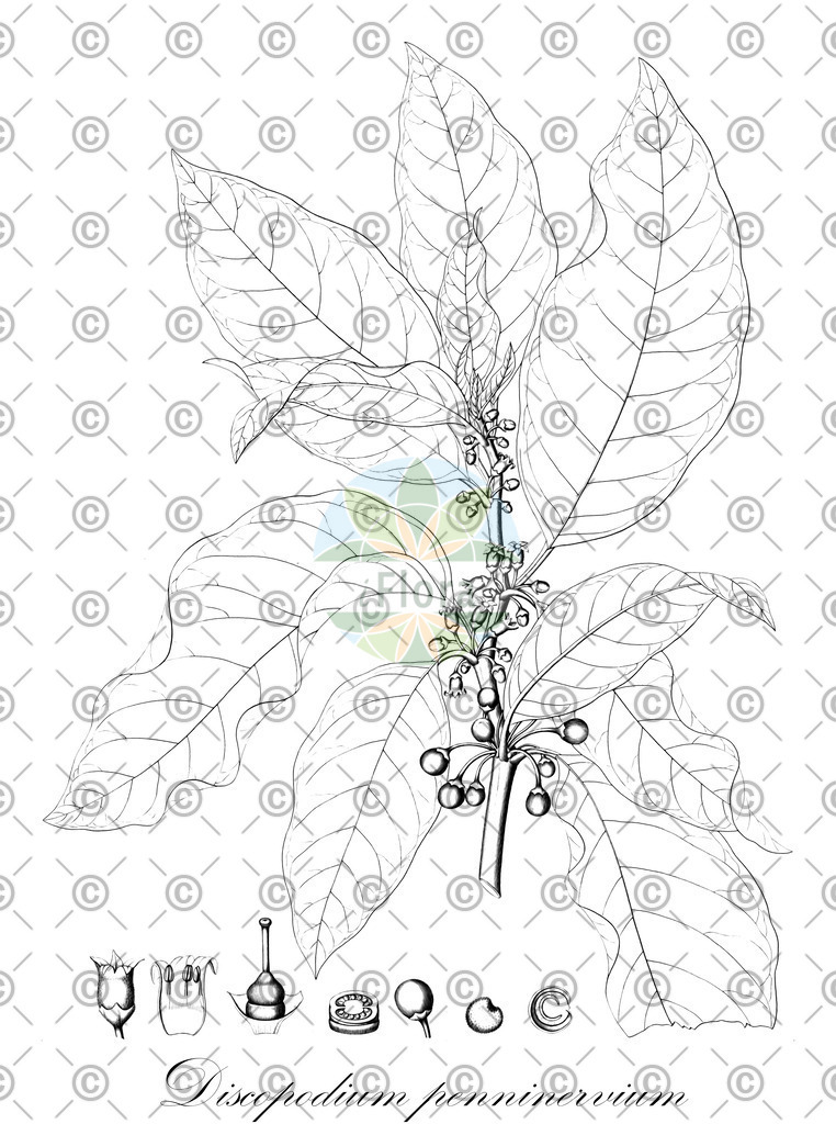 HistAbb_wfo-0000944676_1_ENZY_Simple | Historische Abbildung von Discopodium penninervium - Solanaceae | Historical Illustration of Discopodium penninervium - Solanaceae
